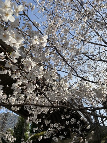桜🌸の画像