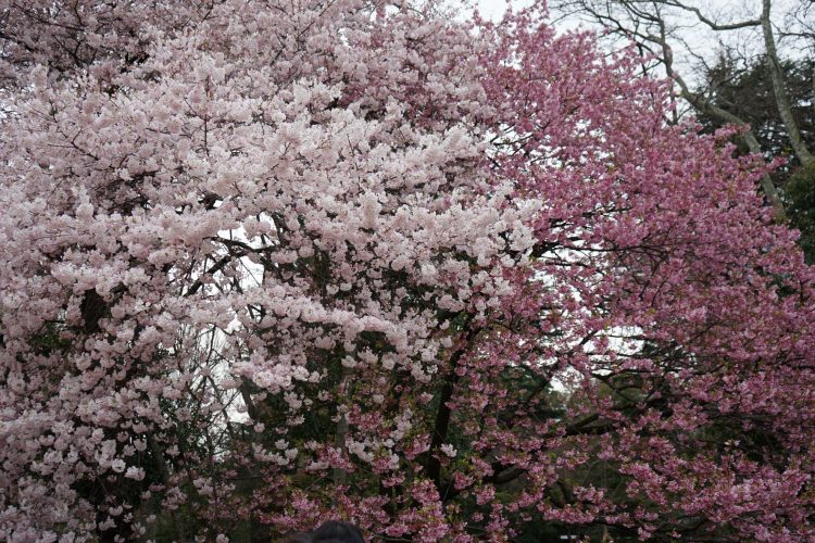 東京の桜の画像