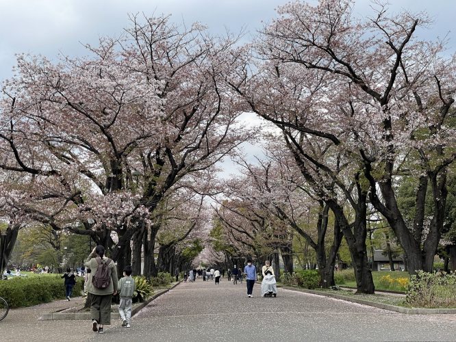 湘南戦とかわいいお友達♪そして…すずさんぽ 復活！？の画像