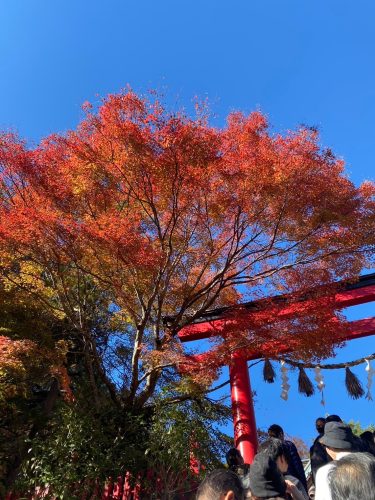 紅葉シーズン！！🍁の画像