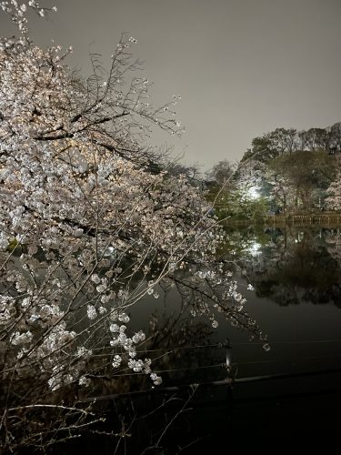 お花見🌸の画像