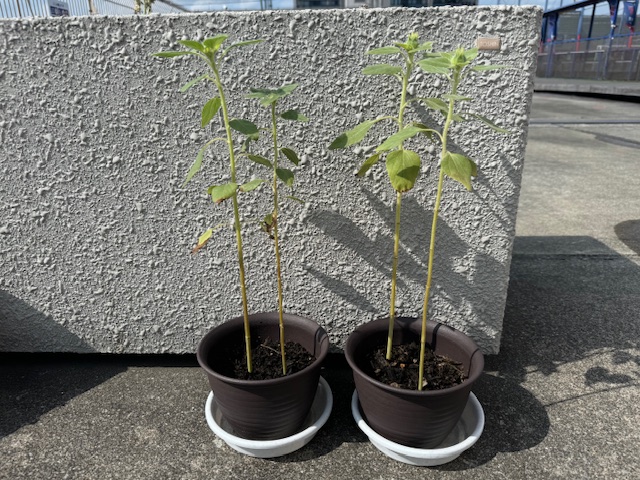 2週間が経過🌻の画像