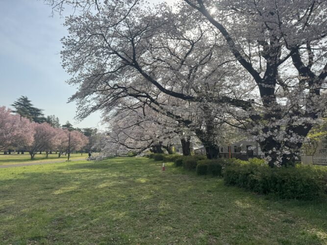 桜、国立、東京🔵🔴の画像