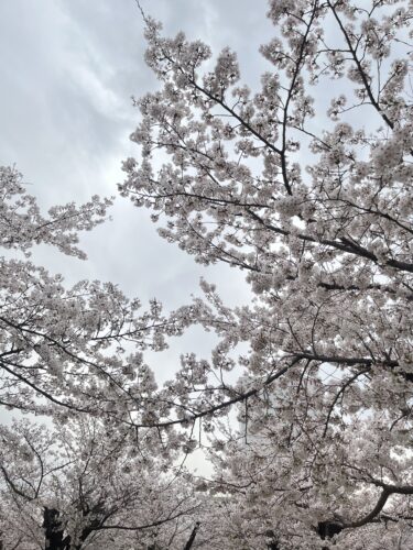 今年度初の🌸の画像