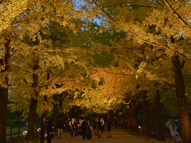 念願のイチョウ狩りの画像