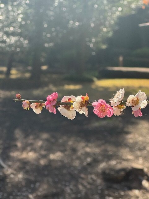 元気いっぱい！あおあかキッズの画像